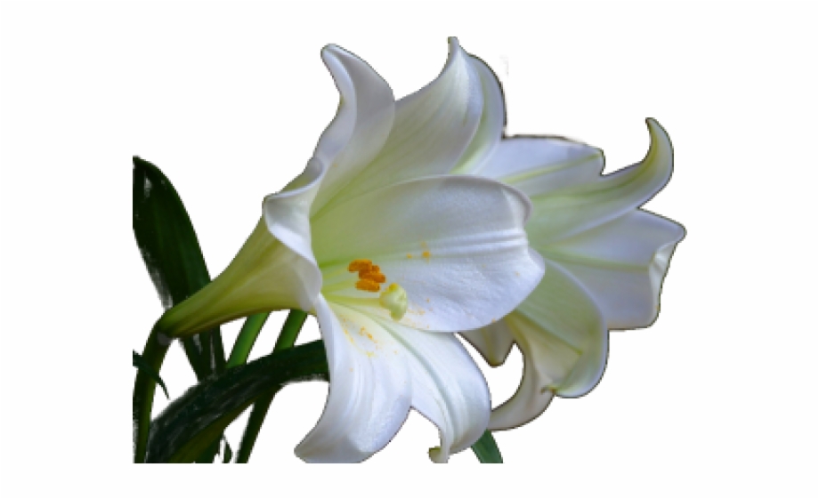Easter Lily Transparent