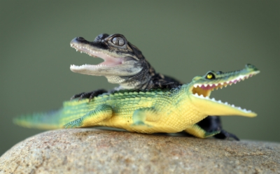 Baby Alligator Png