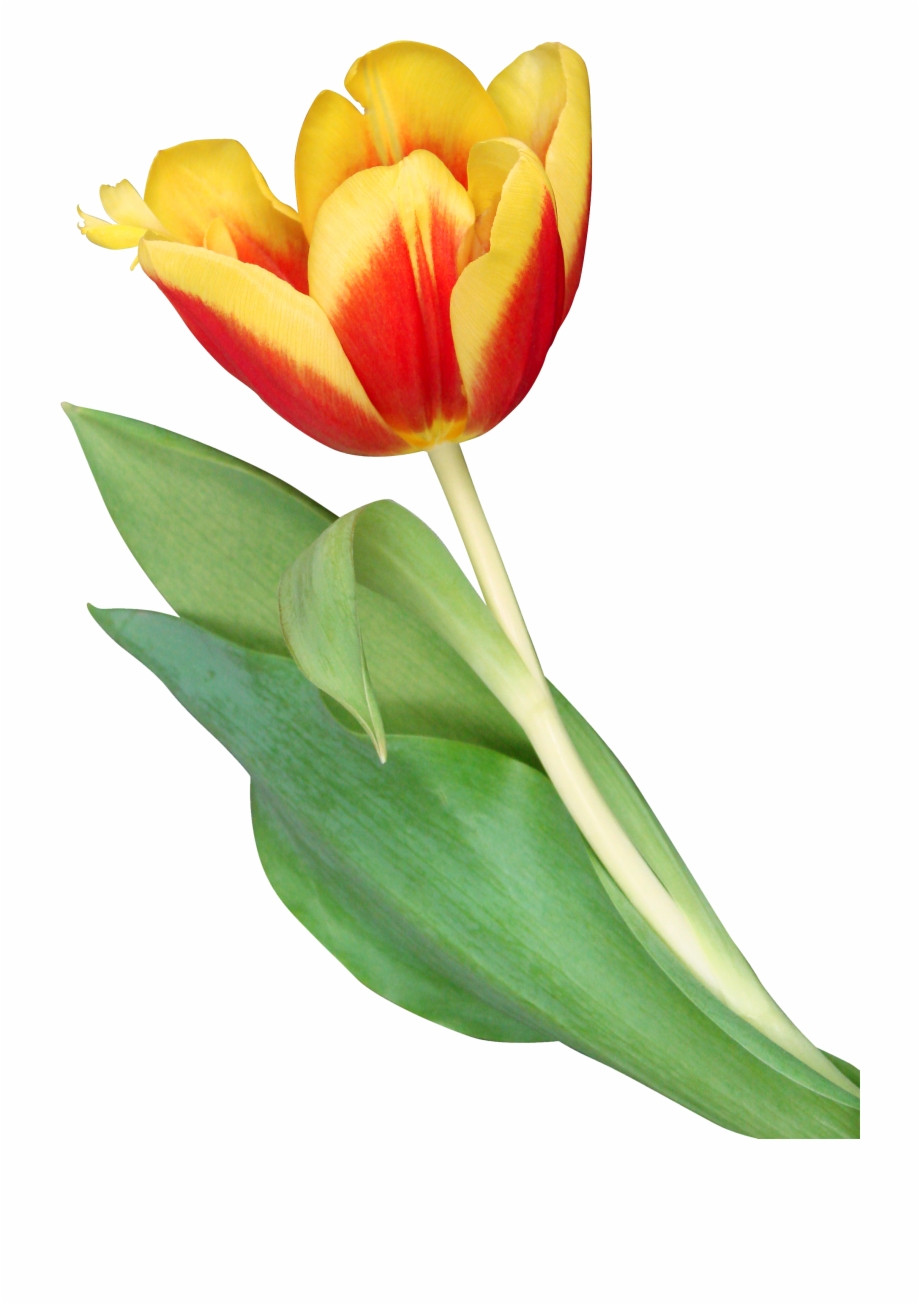 Transparent Orange Tulip Png