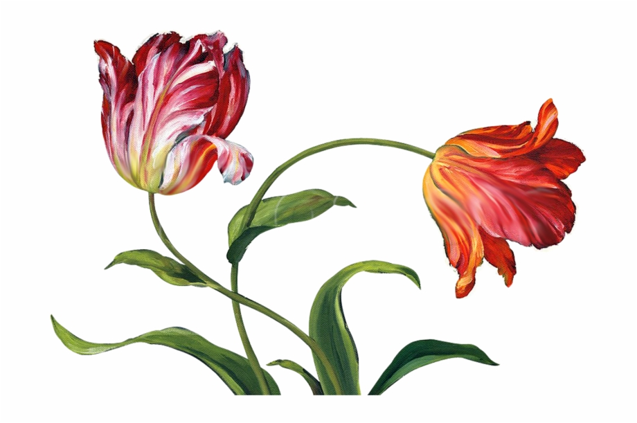 Download High Resolution Png Tulips Transparent - Clip Art Library