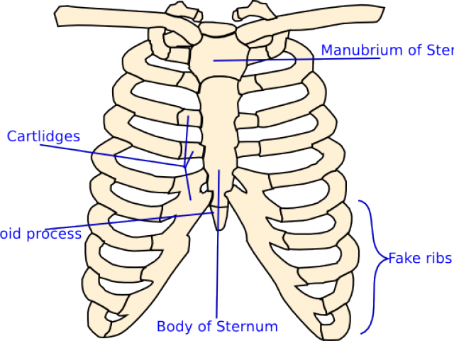 X Ray Clipart Skeleton Rib Cage Colouring Pages
