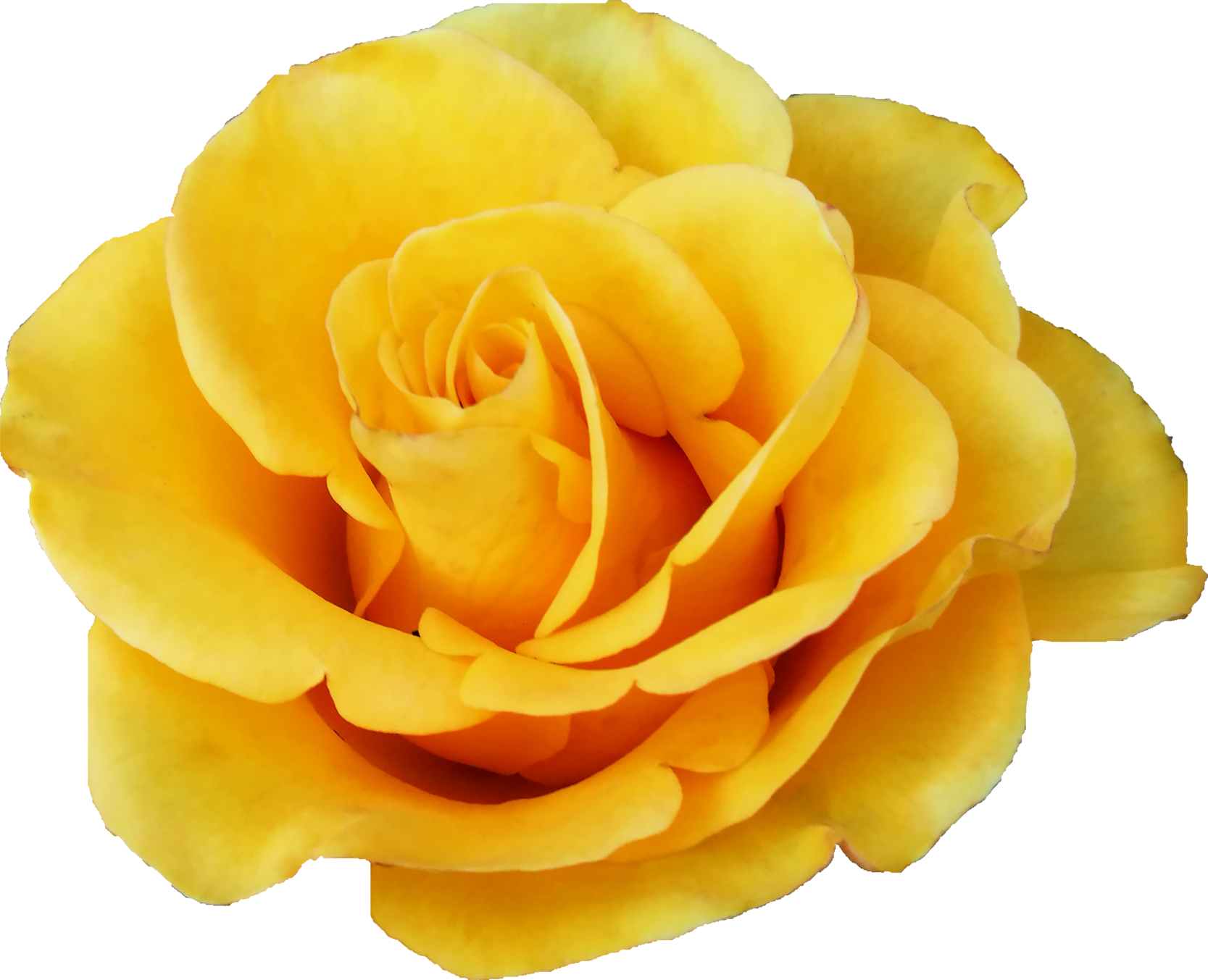 Free Download Garden Roses