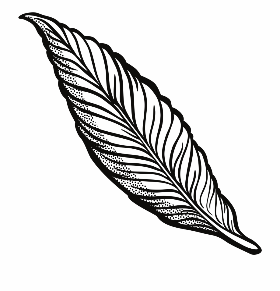Feather Clipart Png Feather Clipart Transparent Background