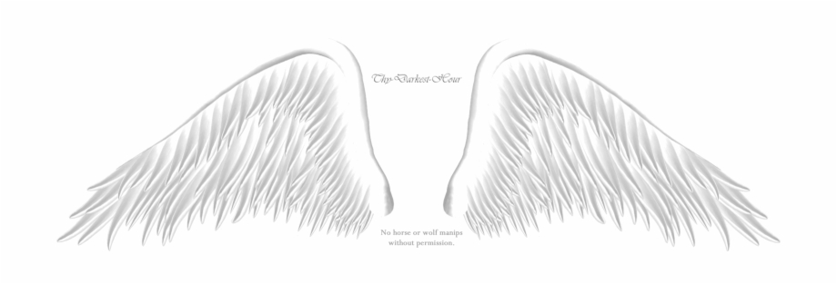 Drawn Angel Wings  Brushes  Fbrushes