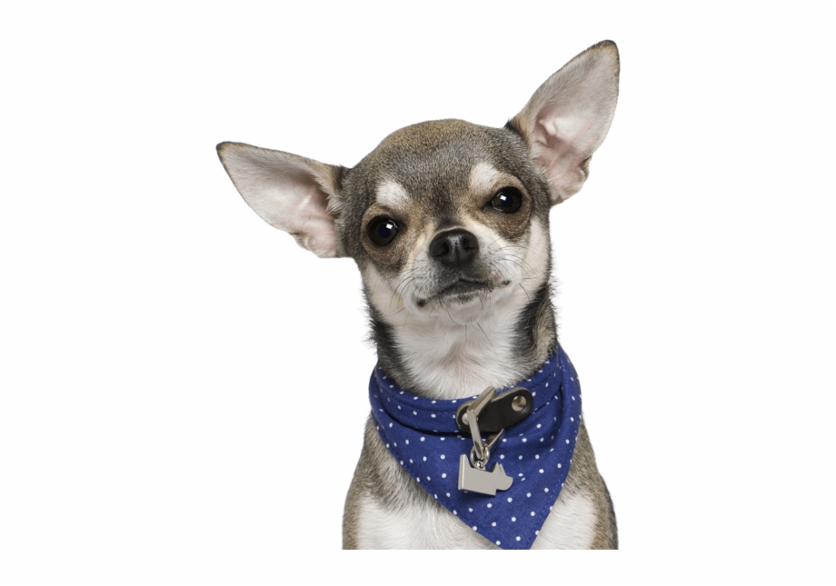 Puppies Dogs Search Transparent Background Chihuahuas For Adoption