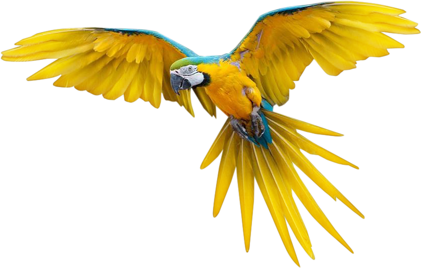Pajaros Png Transparente Flying Bird With Transparent Background