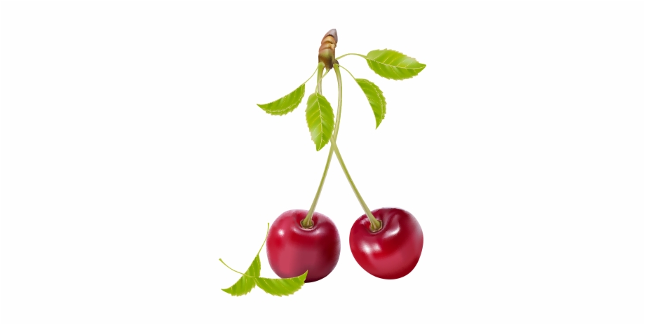 Vector And Transparent Png Vector Cherry Png