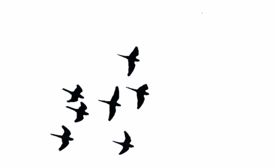 Aves Sticker Stickers De Pajaros Volando