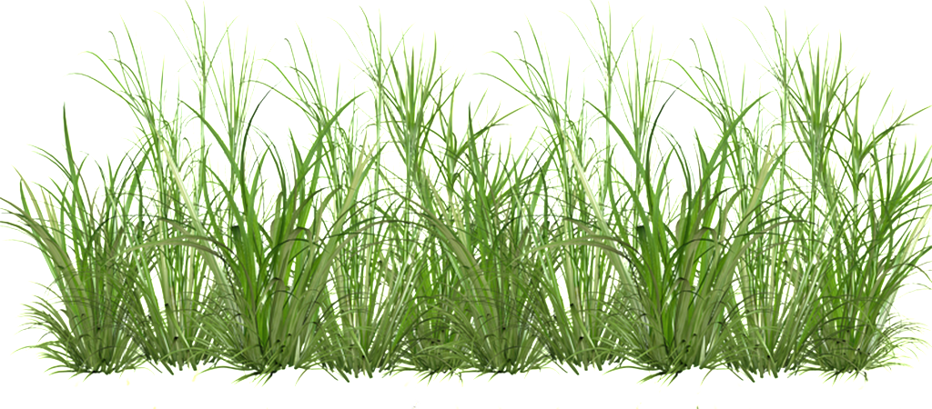 cartoon clear background grass transparent
