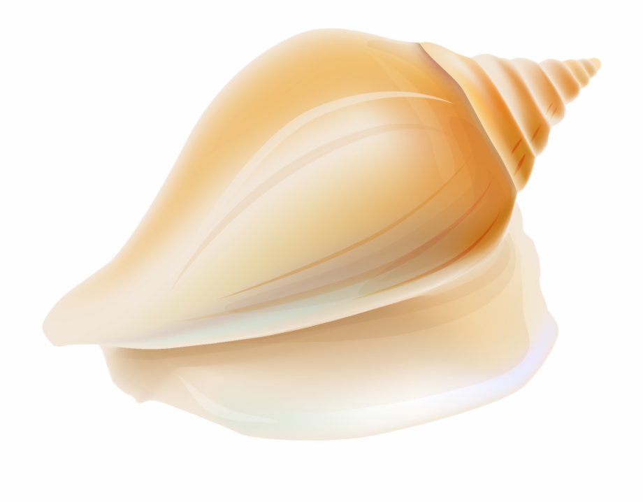 Seashell Clipart At Getdrawings Transparent Background Conch Shell