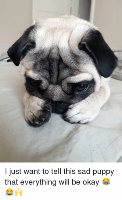 Sad Puppy Png