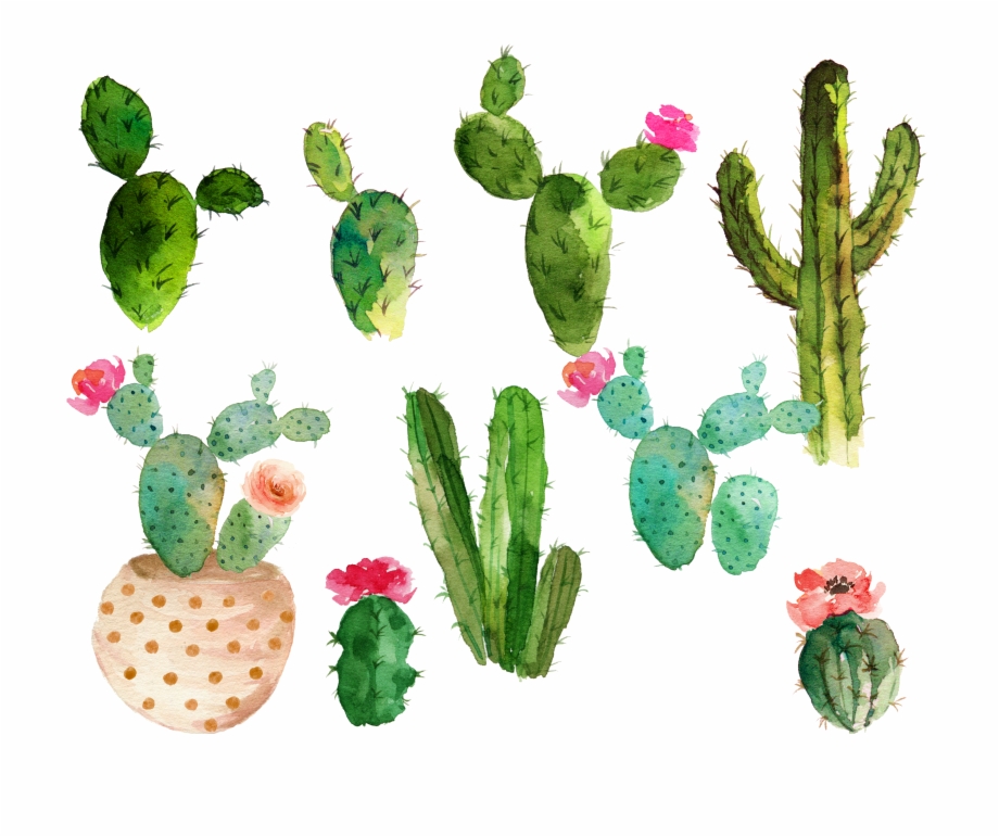 Cactus Flower Drawing Watercolor Painting - Clip Art Library
