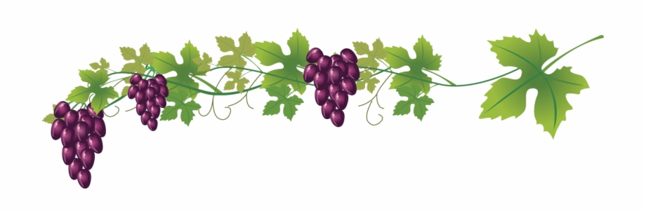 Wine Common Grape Royalty Free Clip Art Weinrebe
