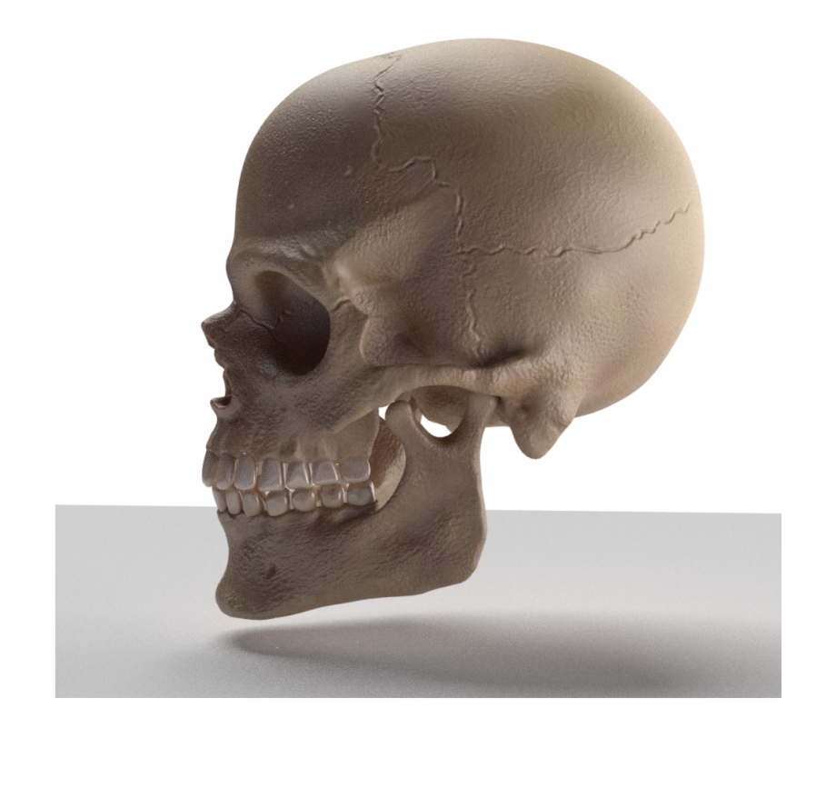 Skull 3D Model Skull