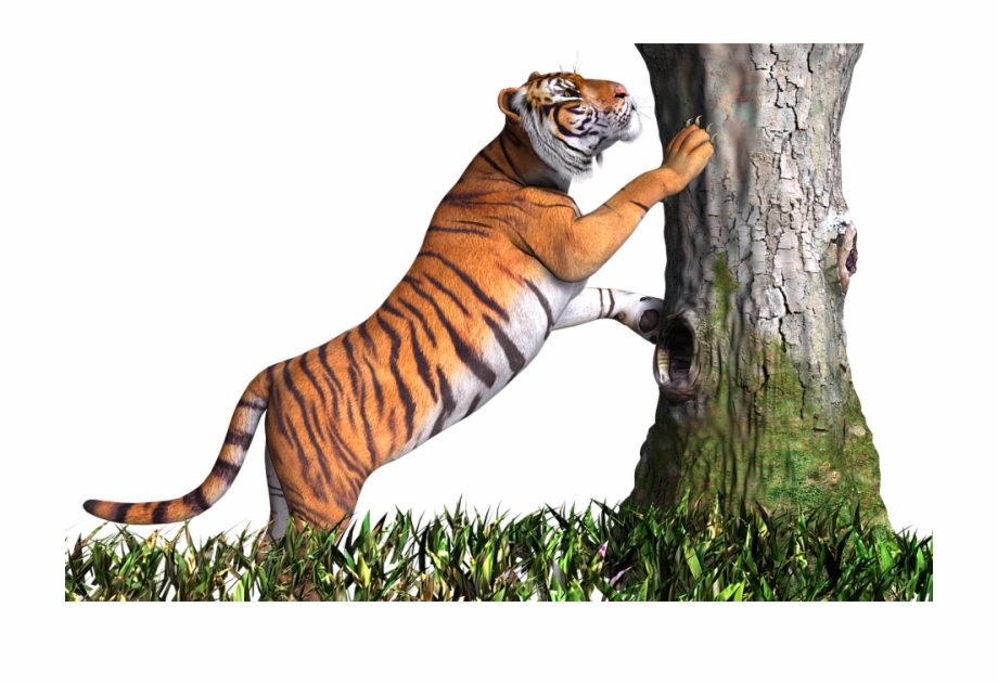 Tiger Climb On Tree Hd Picture Cb Background - Clip Art Library