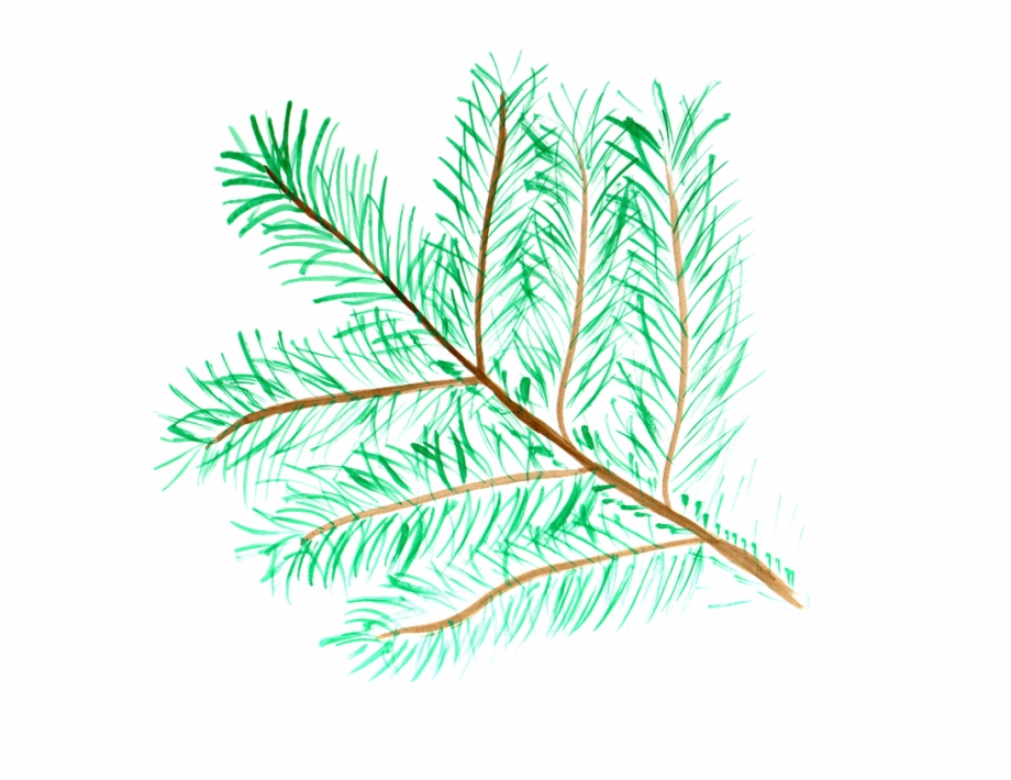 Pine Branch Watercolor Isolated Handpainted Comic Pond Pine
