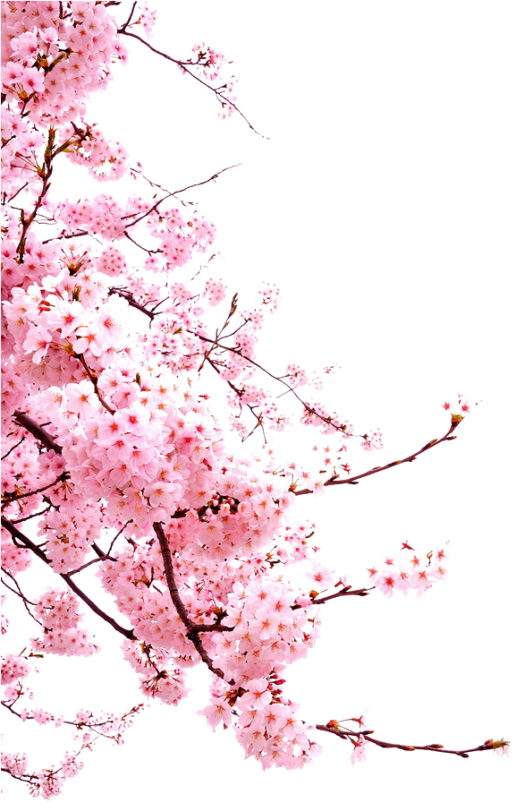 Bunga Png Japanese Cherry Blossom Png