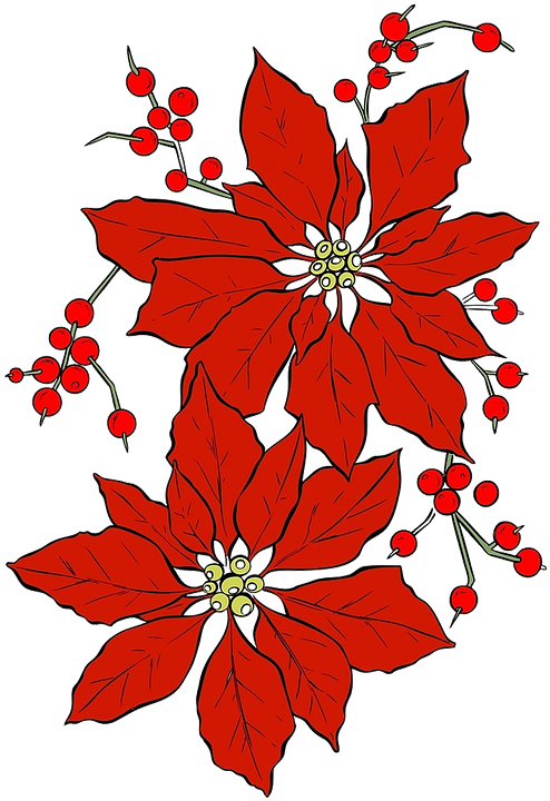 Poinsettia Christmas Red Flower Seasonal Isolated Flor De