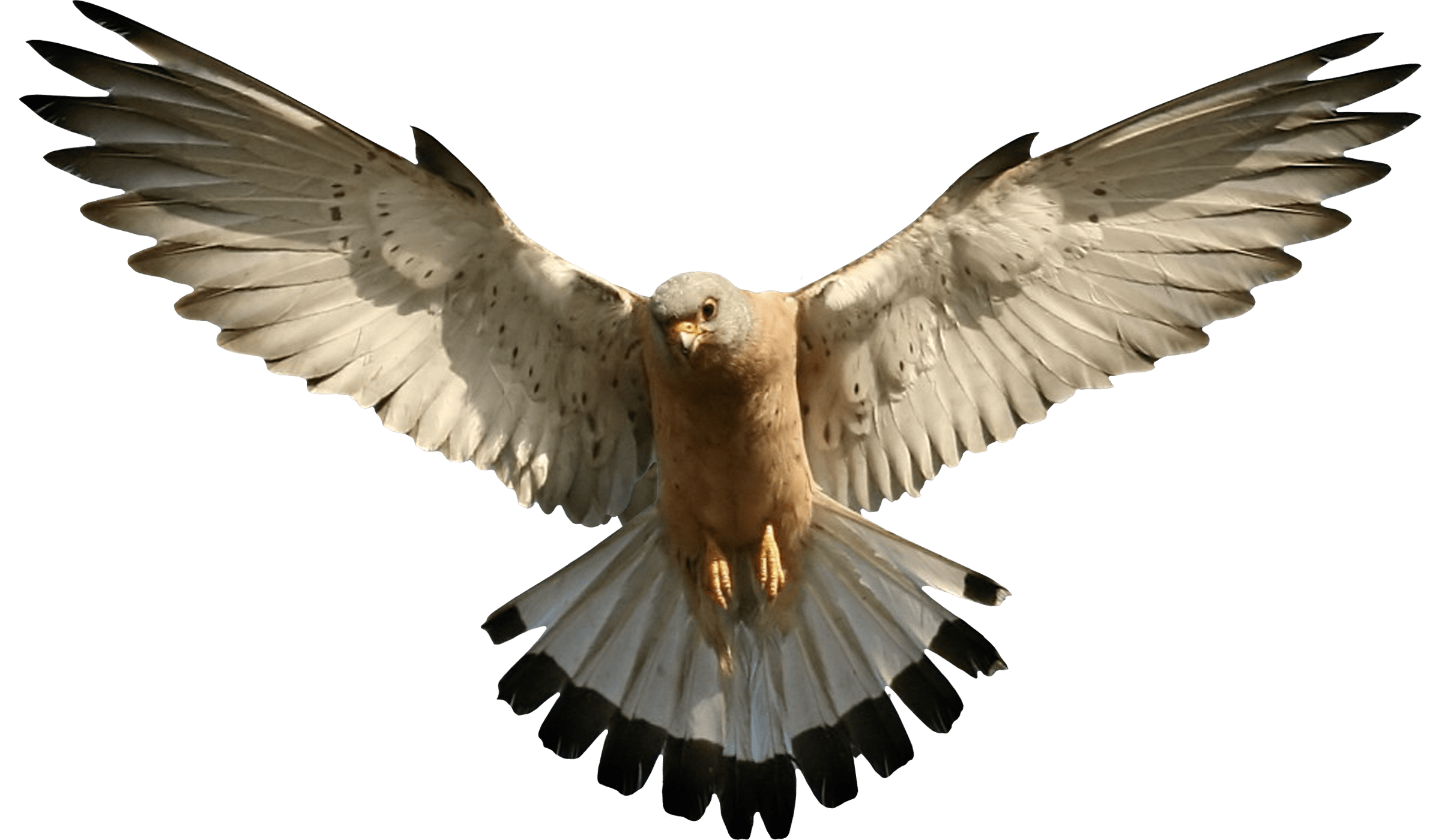 Falcon Png