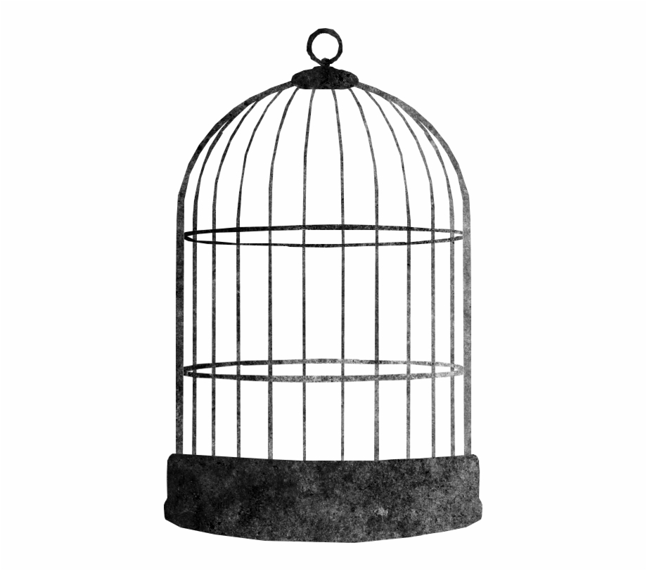 Bird Cage Cage