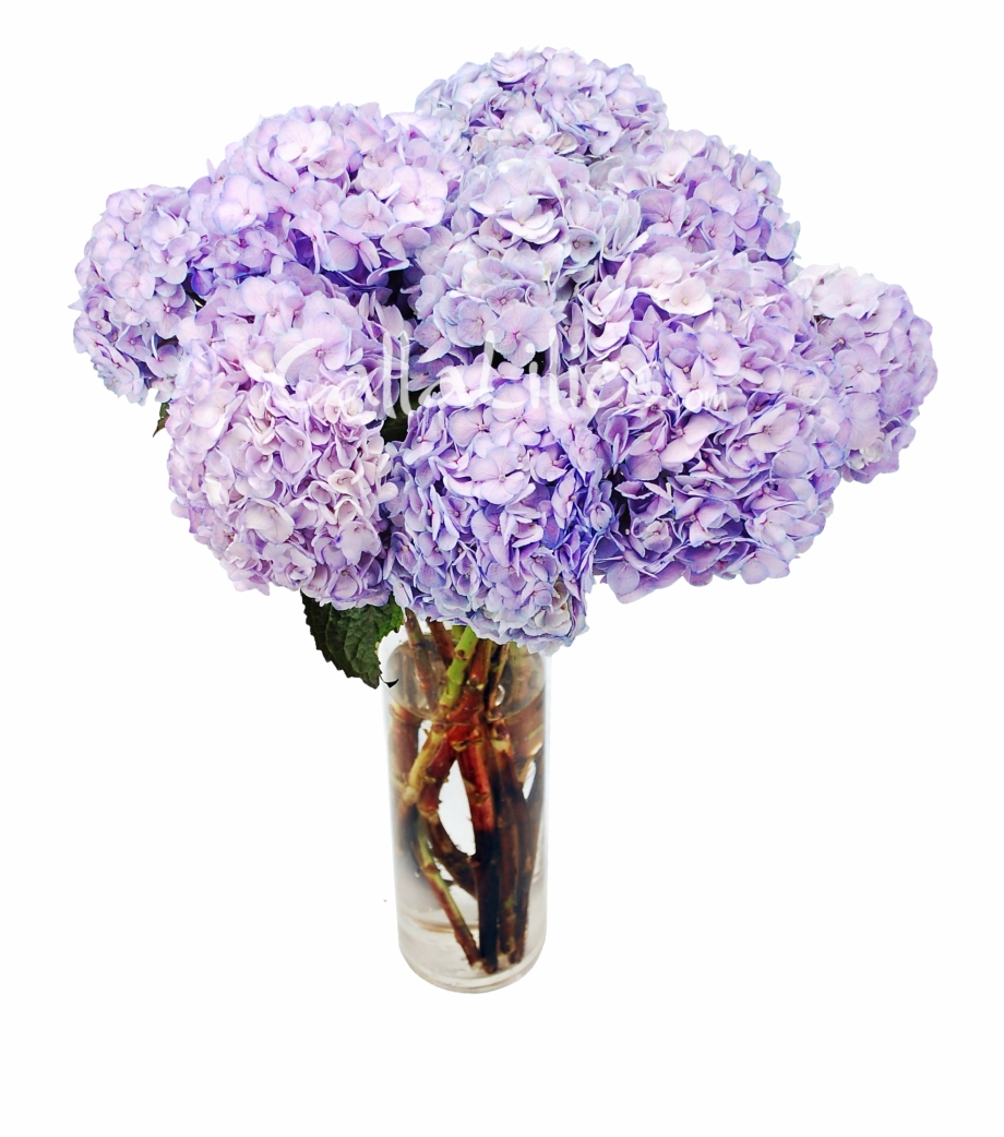 Graphic Download Lavender Tinted Hydrangeas Wedding Vase Of