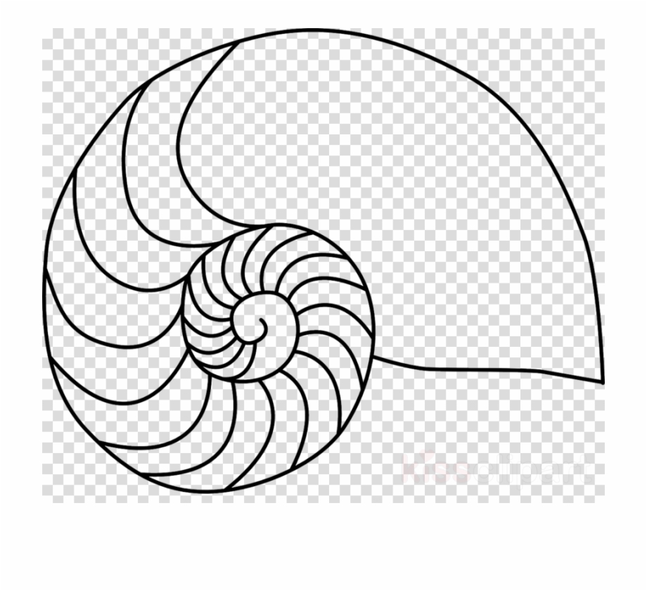 Nautilus Shell Clip Art Clipart Nautilidae Chambered Nautilus