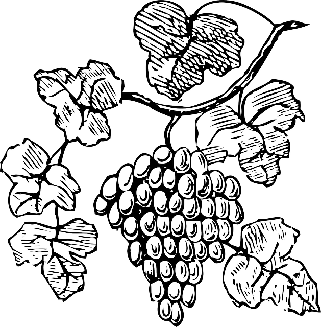 Food Wine Grapes Outline Drawing Tree Border Grapes