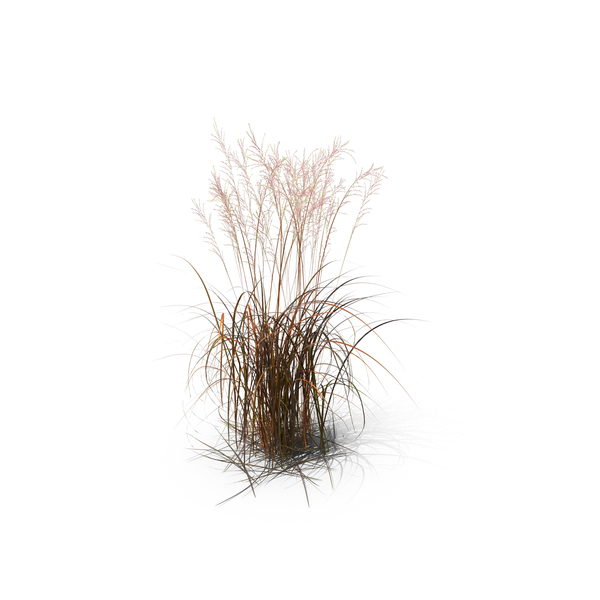 Grasses Png