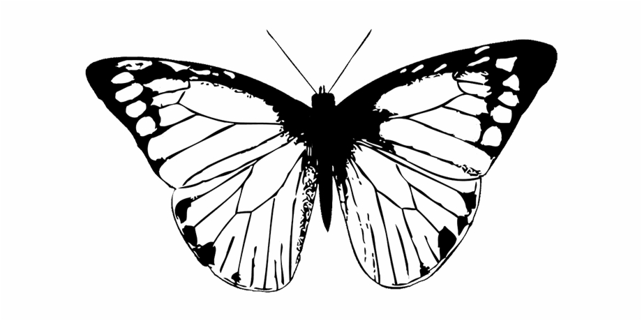 Butterfly Pictures Black And White Drawing Black And