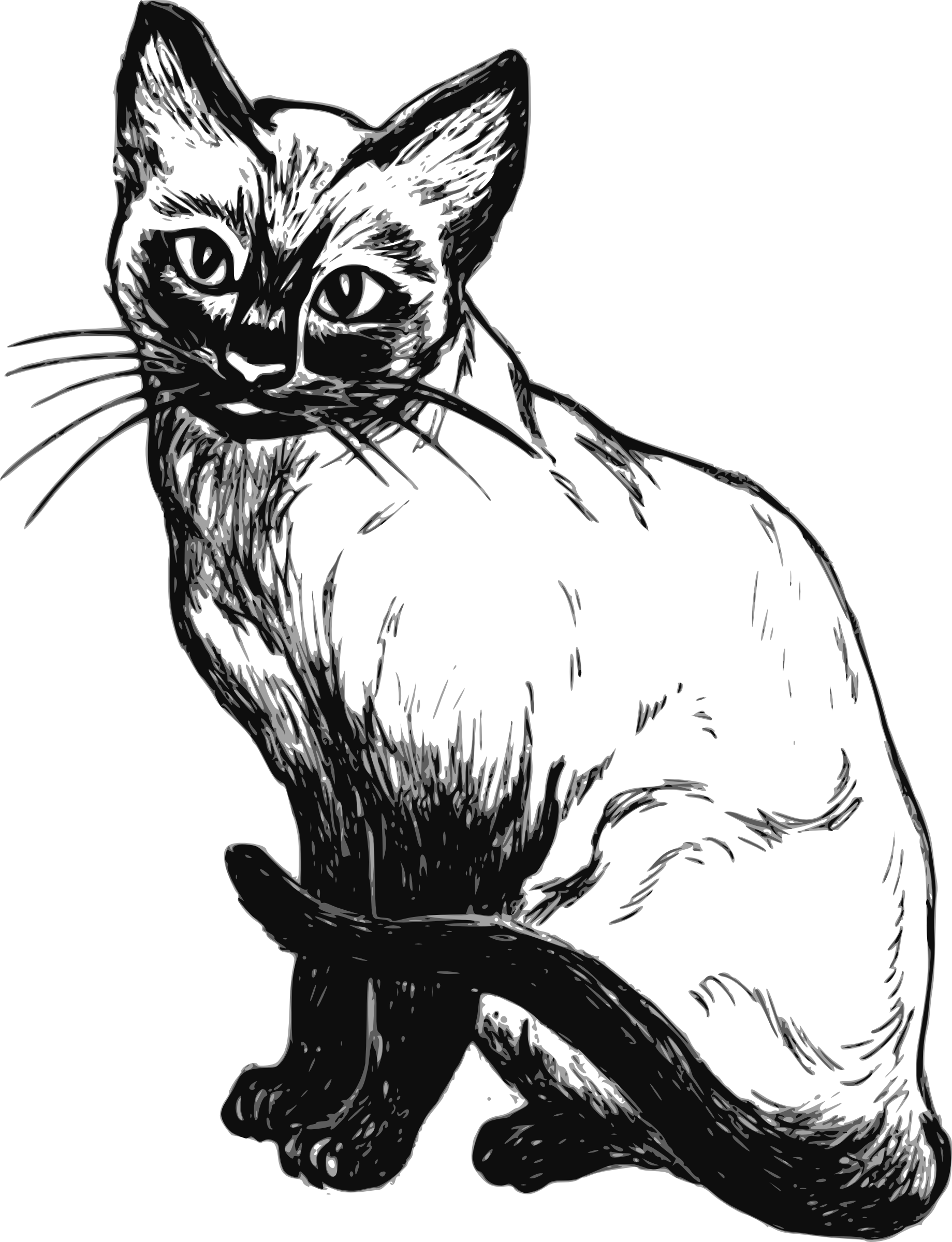 Siamese Cat Kitten Black And White Black Cat