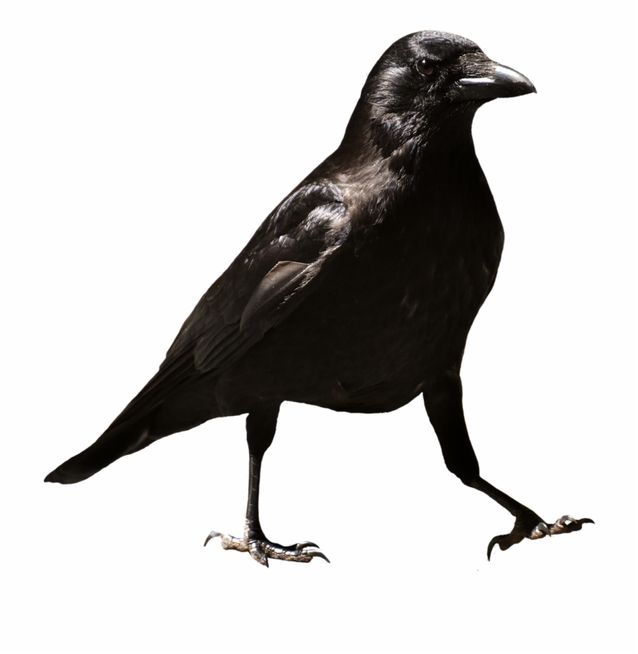 Common Raven Raven Raven Evgenia Odintsova