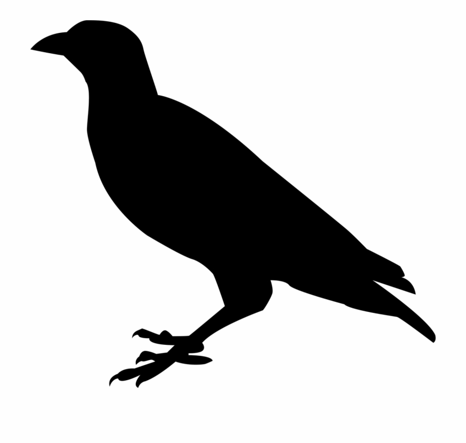 Raven Crow Raven Bird Bird Png Image Raven