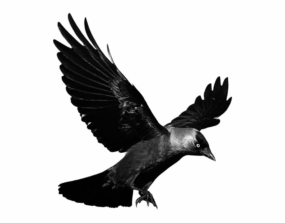 Mq Black Raven Bird Birds Crow Png