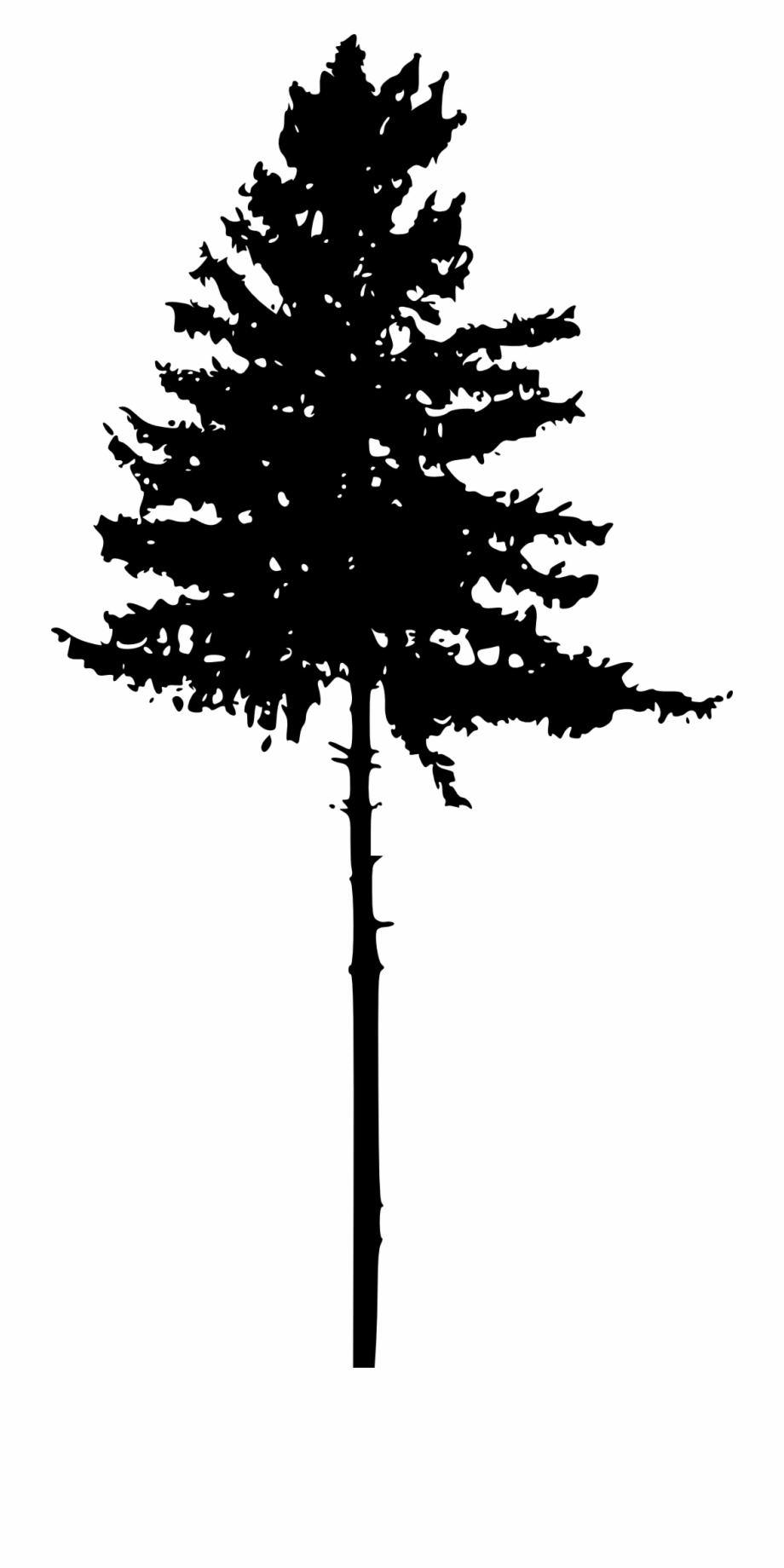 Tree Silhouette Transparent Background Pine