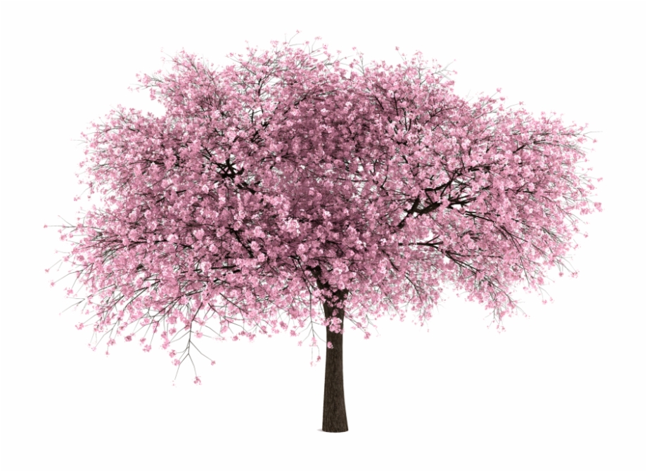 Magnolia Tree Png