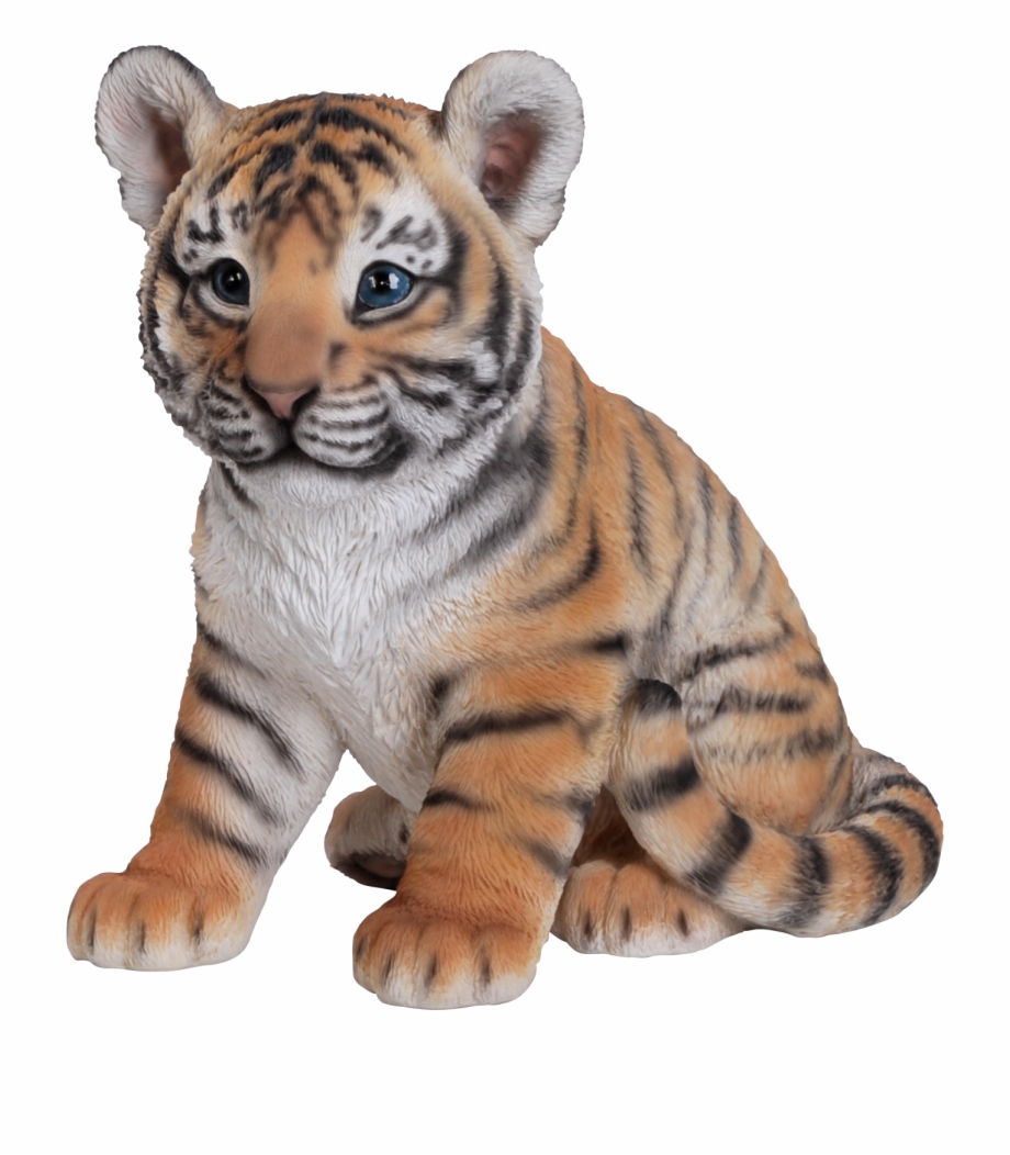 Tiger Cub Baby Triger Photo Baby Tiger Png