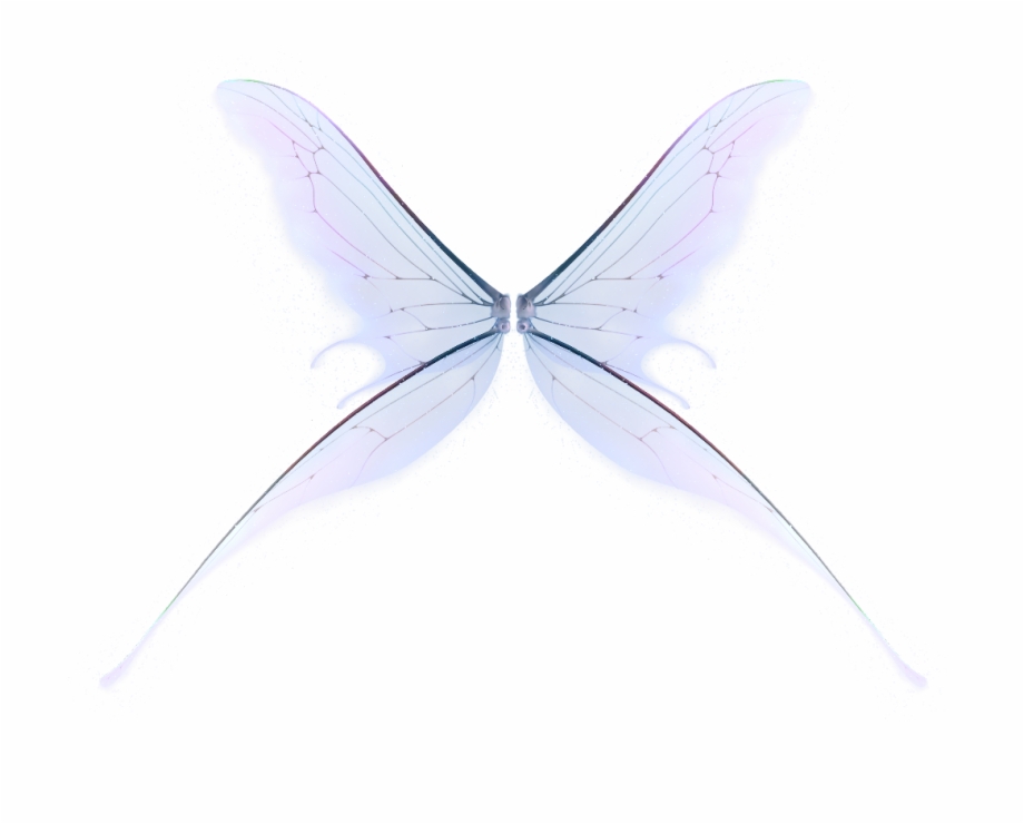 Mq Blue Wings Wing Fantasy Flying Polyommatus