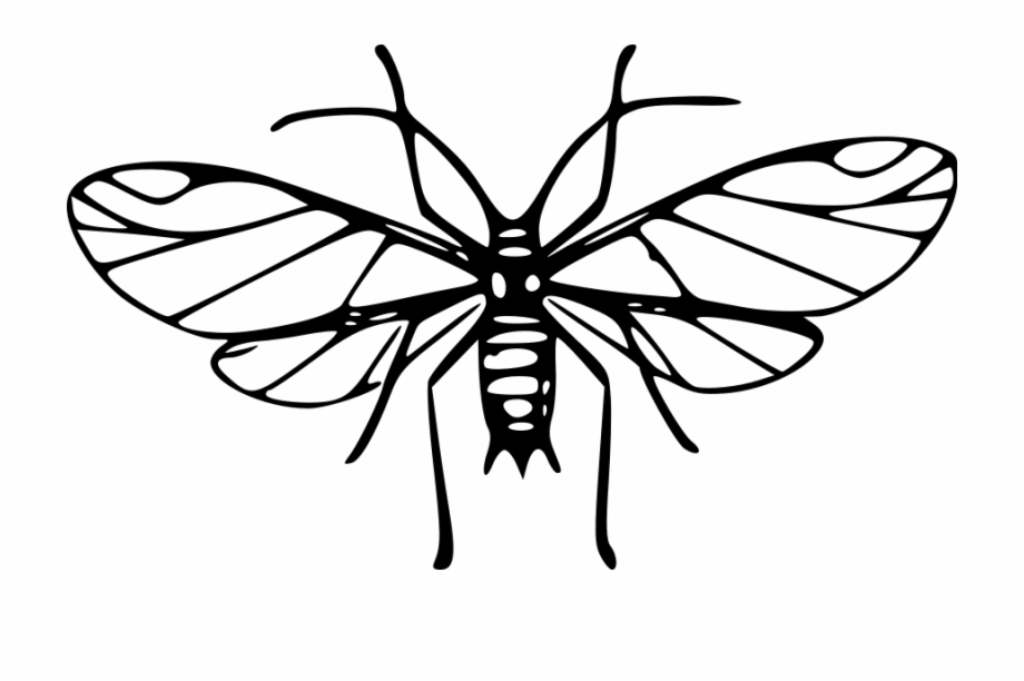 Cartoon Mosquito Clipart Wikiclipart Mosquito Art Clip