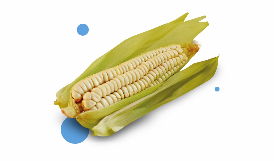 Corn Corn Kernels