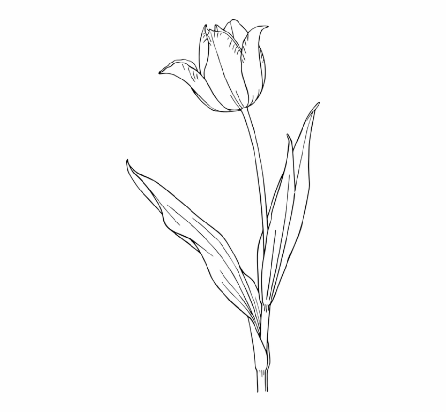 Tulip White Flower Tulip Clip Art - Clip Art Library