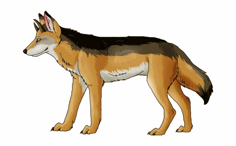 Jackal Coyote Png Download Png Image With Transparent