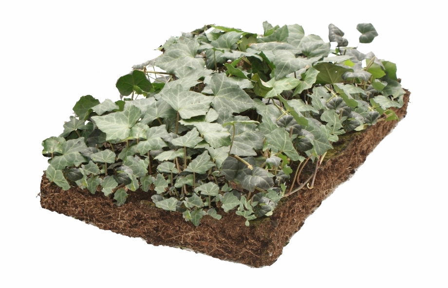 Covergreen Hedera Groundcover