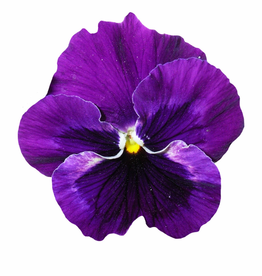 Download Pansy Flower Png Transparent Image Transparent Purple