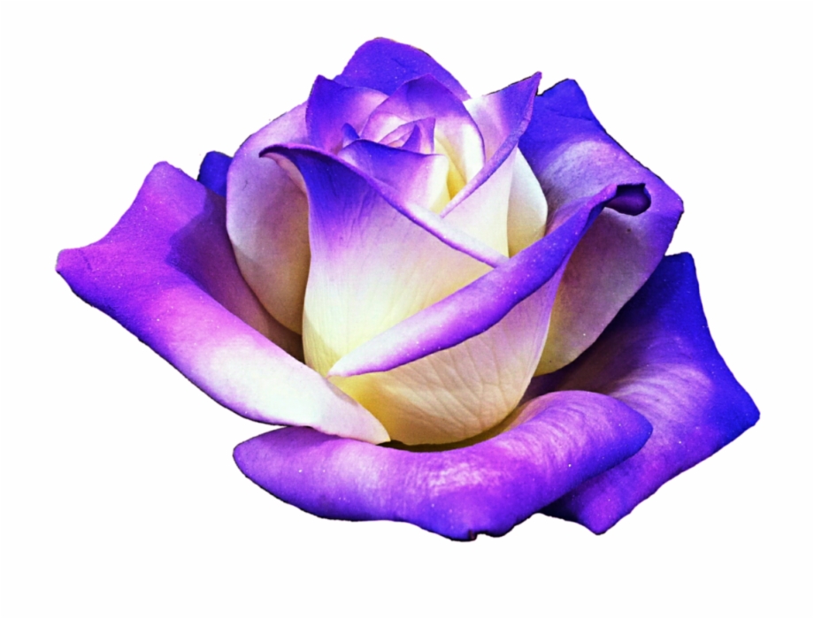 Purple Rose Png Real Purple Flower Clipart