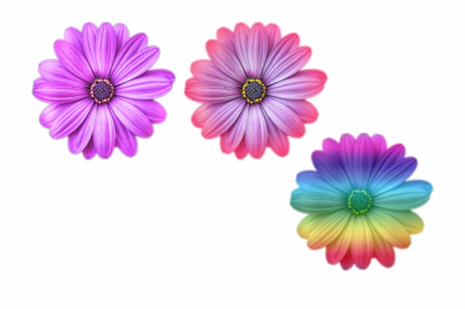Multi Color Flower Png Files Purple Purple And