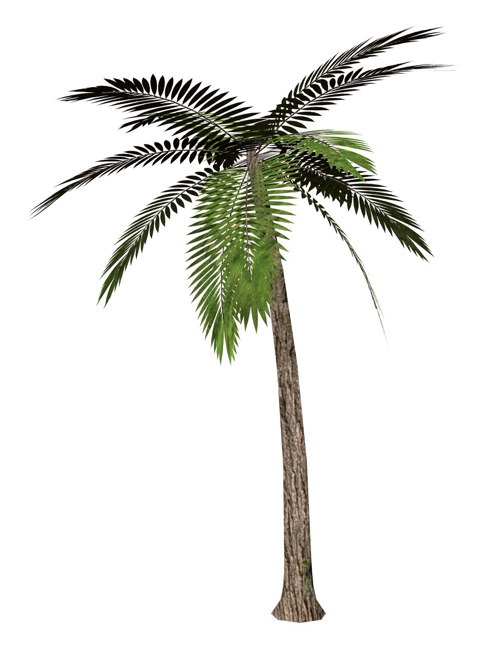 palm tree transparent background
