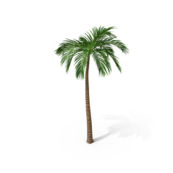 Palm Trees Png