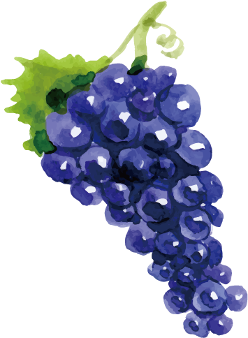Drawing Vector Grapes Grape Png Image Grape Clip