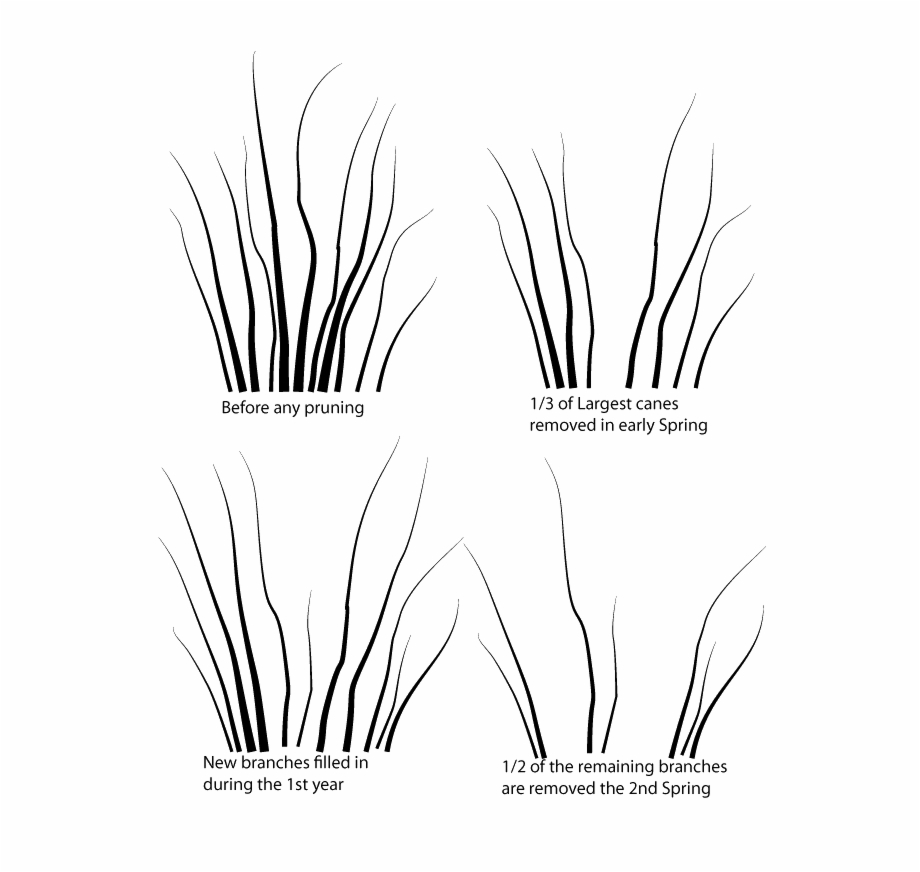 How To Prune Cane Type Shrubs Simply And