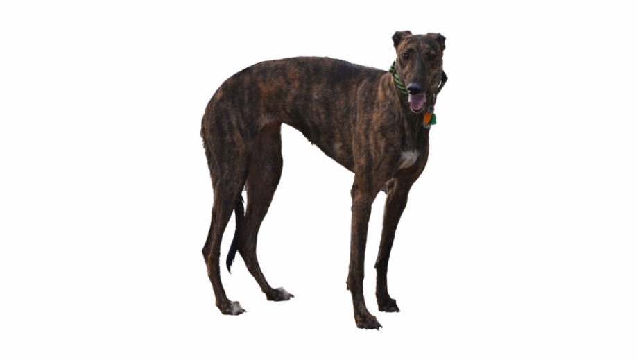 Greyhound Png Racer Dog